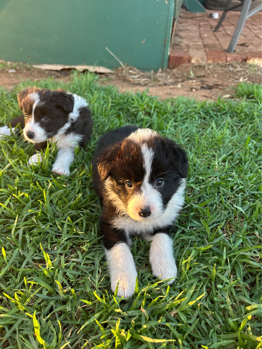 Bondog Sweet Promise (pending)