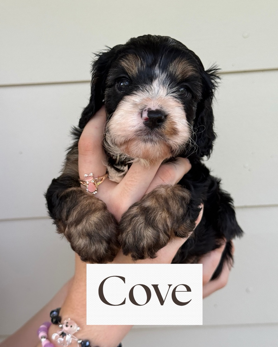 Cove