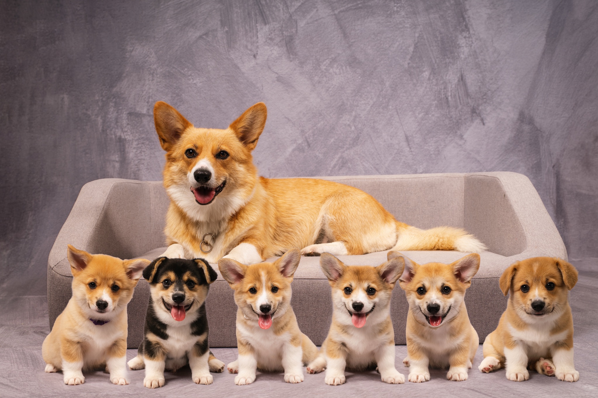 Pembroke Welsh Corgi