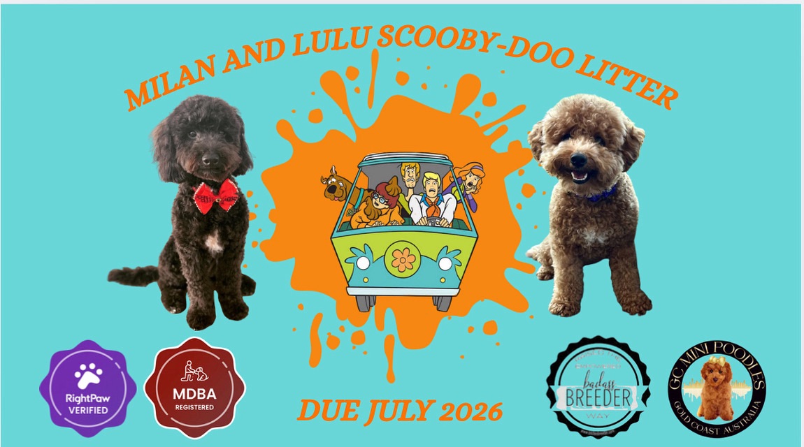 Miniature Poodle