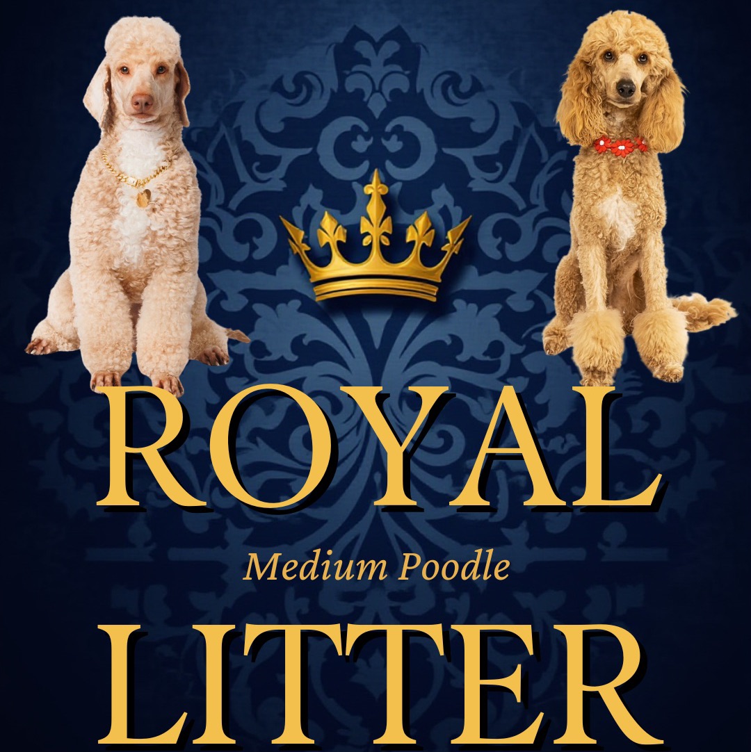 Moyen Poodle