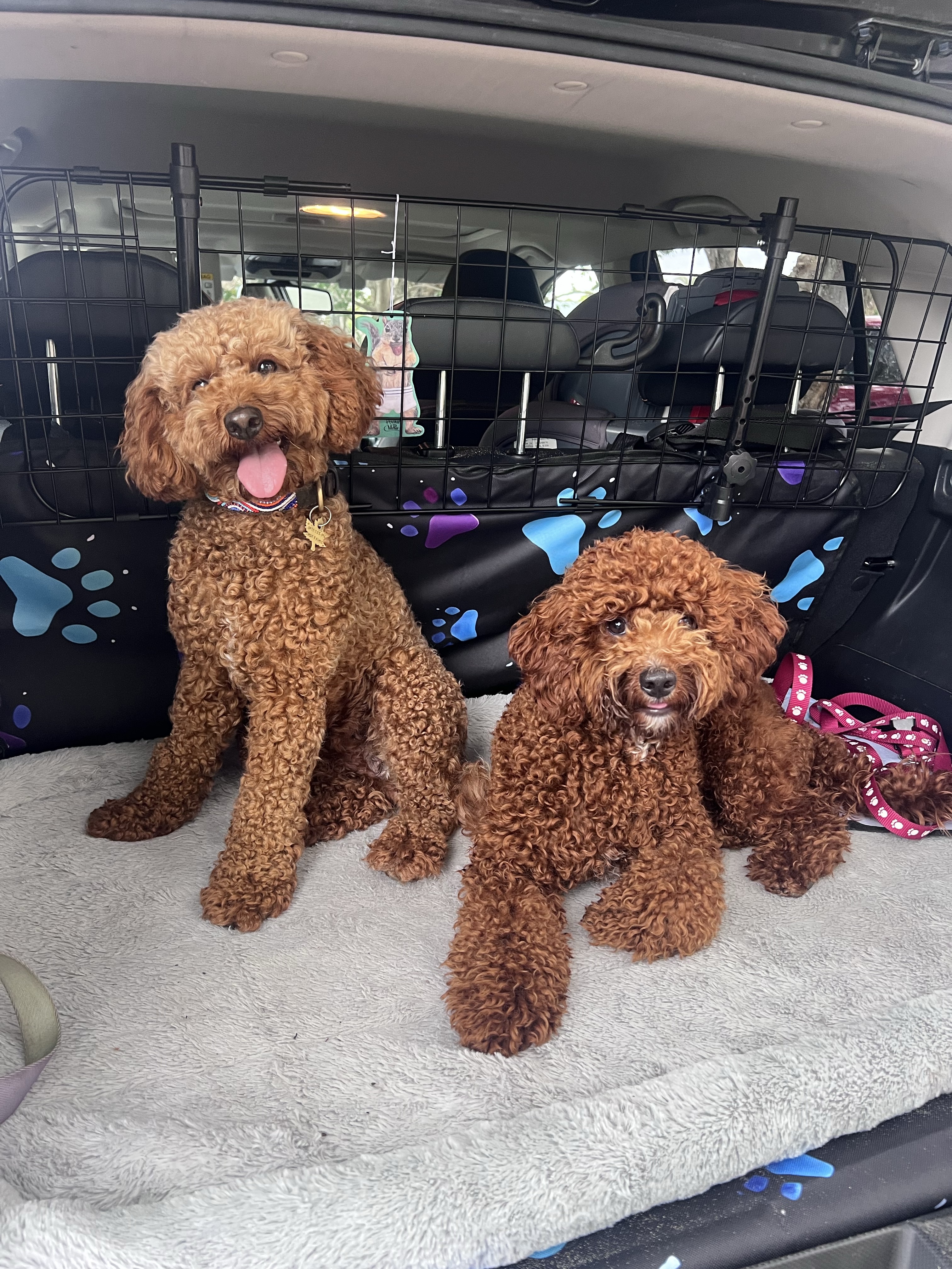 Cavoodle