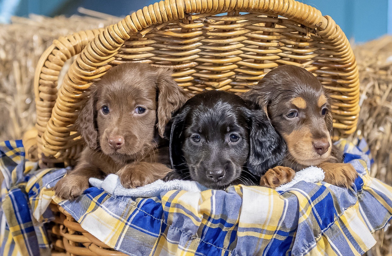 Miniature Dachshund