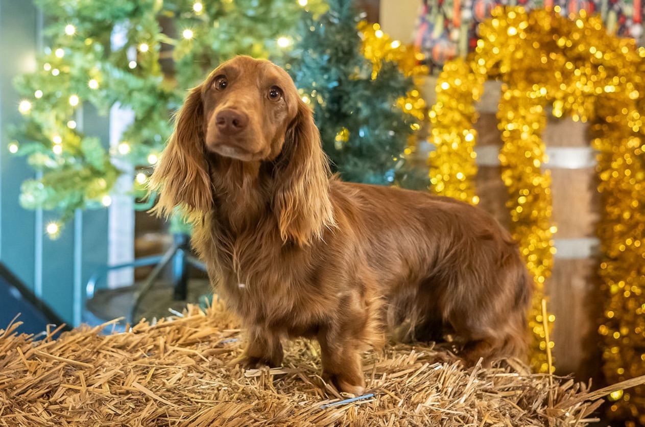 Miniature Dachshund