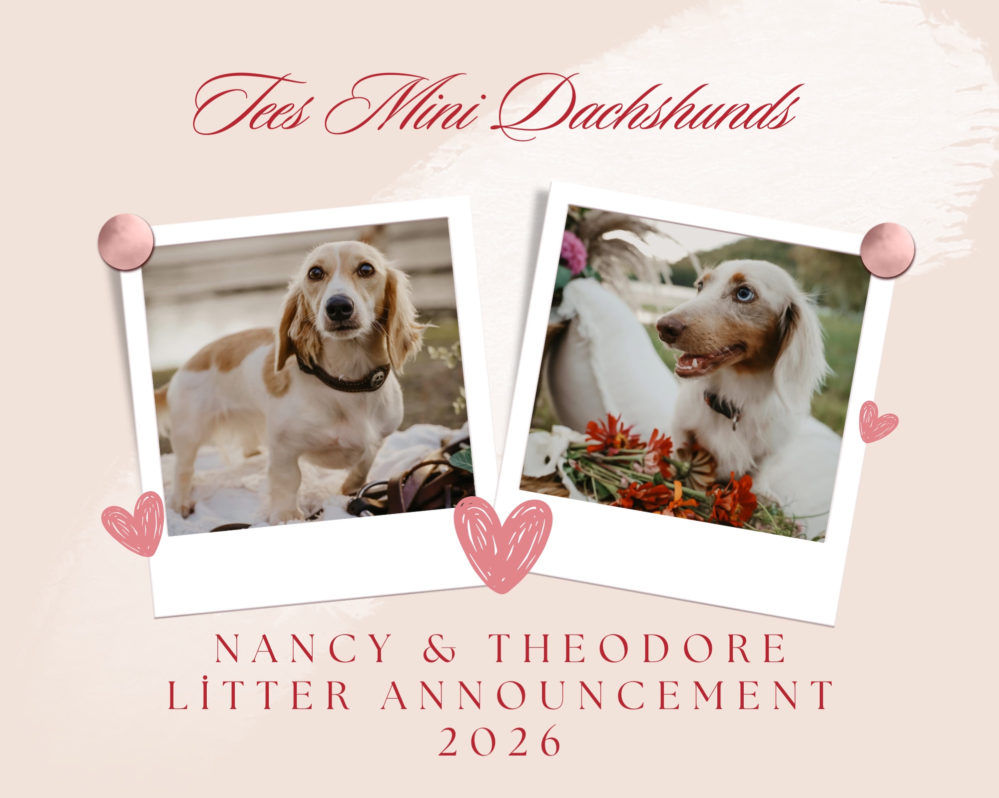 Miniature Dachshund