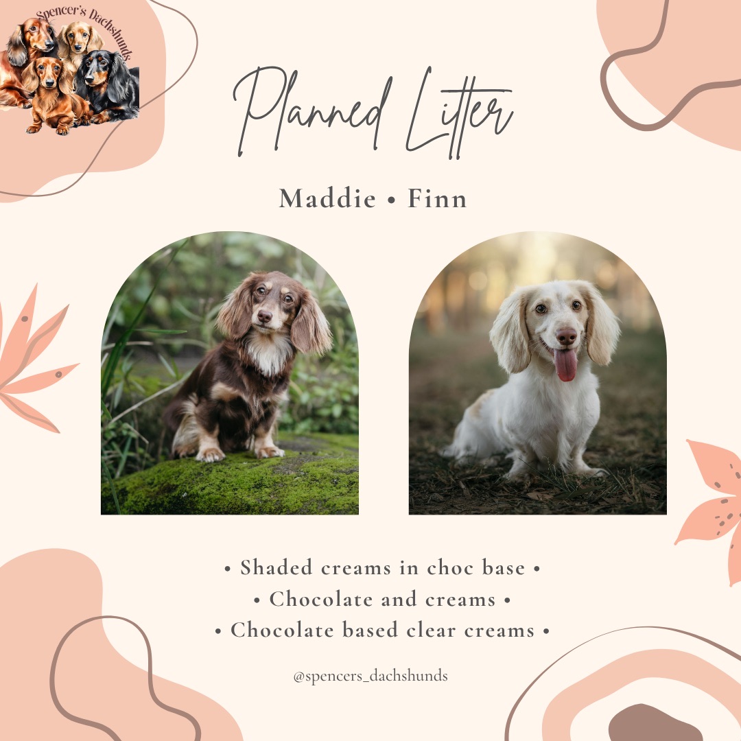 Miniature Dachshund