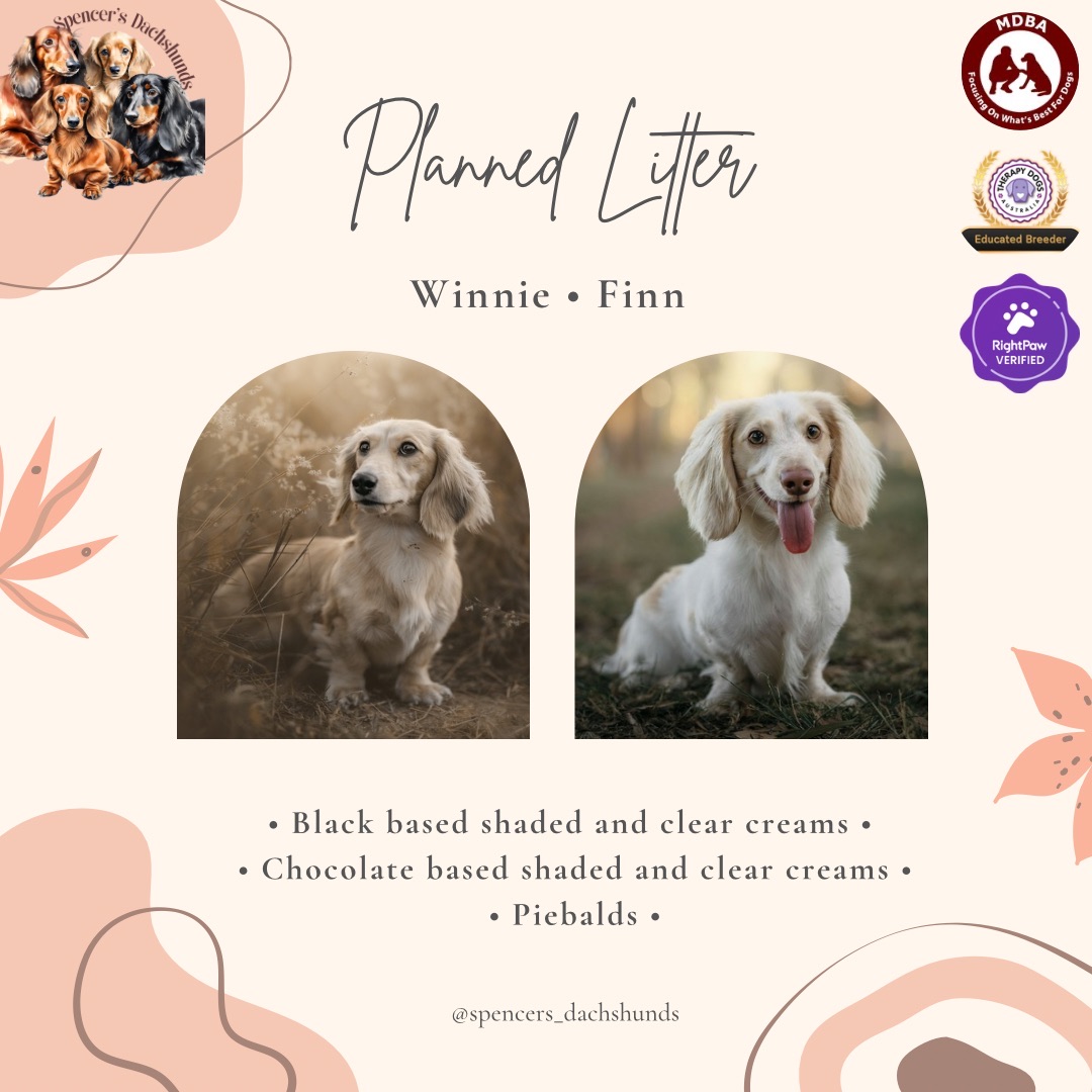 Dachshund