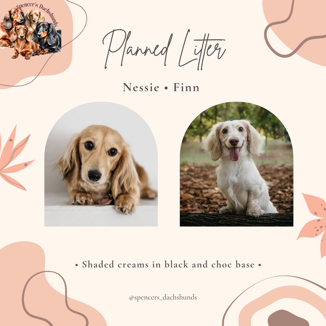 Miniature Dachshund