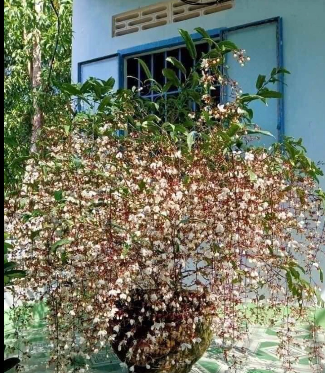 sắt xuân đã về đủ các loại hoa rực rở đón mùng tết đến với mọi nhà #manmoi #tết #2023 #hoalan #hoacuc #vietnam
