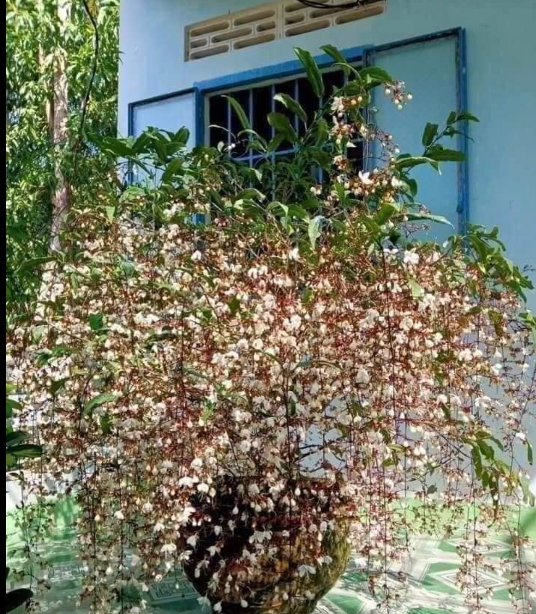 #hoa vàng đỏ trắng rực rở sắc xuân #tết2023 #vietnam #miêntay quê tôi 