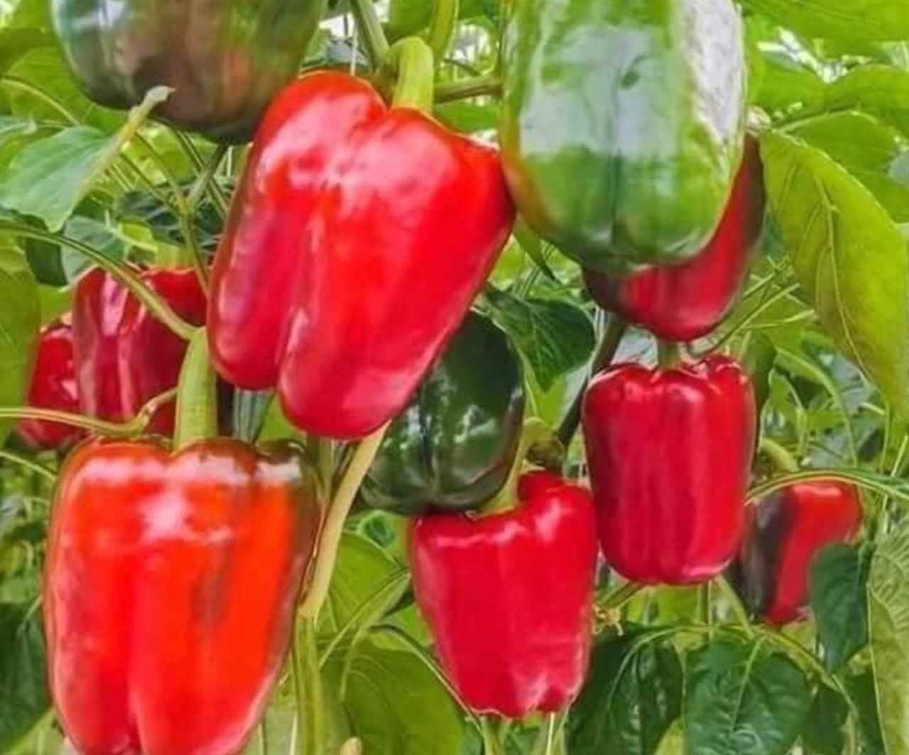 #ớt nhà trồng Ớt chuông sẵn hoa về trồng là có trái ăn luôn ạ
Quả này ăn rất tốt cho sk mà lại lành mạnh nữa, mỗi bác trồng lấy 1_2 cây thoải mái ăn.