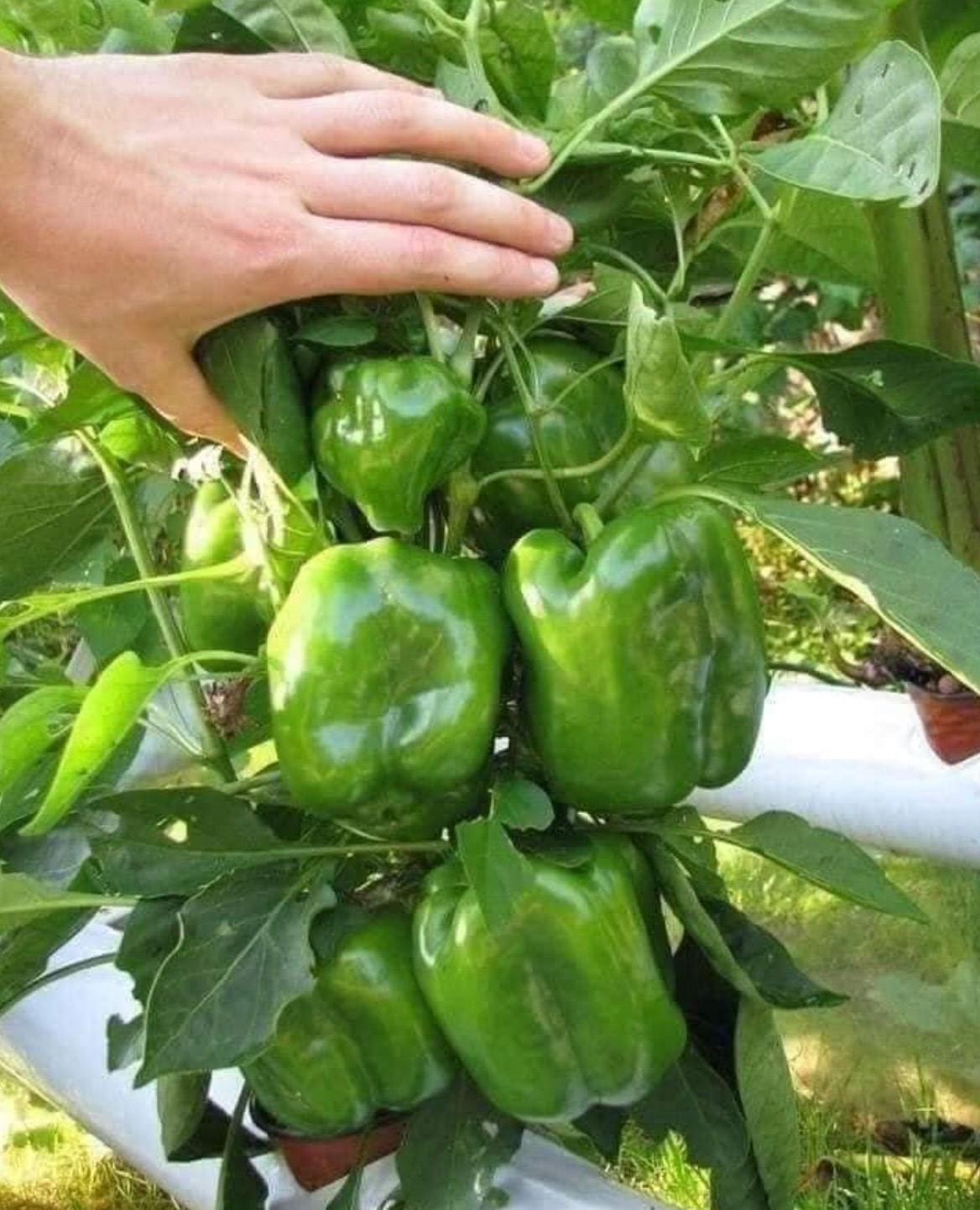 #ớt nhà trồng Ớt chuông sẵn hoa về trồng là có trái ăn luôn ạ
Quả này ăn rất tốt cho sk mà lại lành mạnh nữa, mỗi bác trồng lấy 1_2 cây thoải mái ăn.