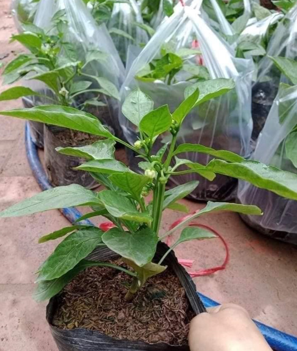 #ớt nhà trồng Ớt chuông sẵn hoa về trồng là có trái ăn luôn ạ
Quả này ăn rất tốt cho sk mà lại lành mạnh nữa, mỗi bác trồng lấy 1_2 cây thoải mái ăn.