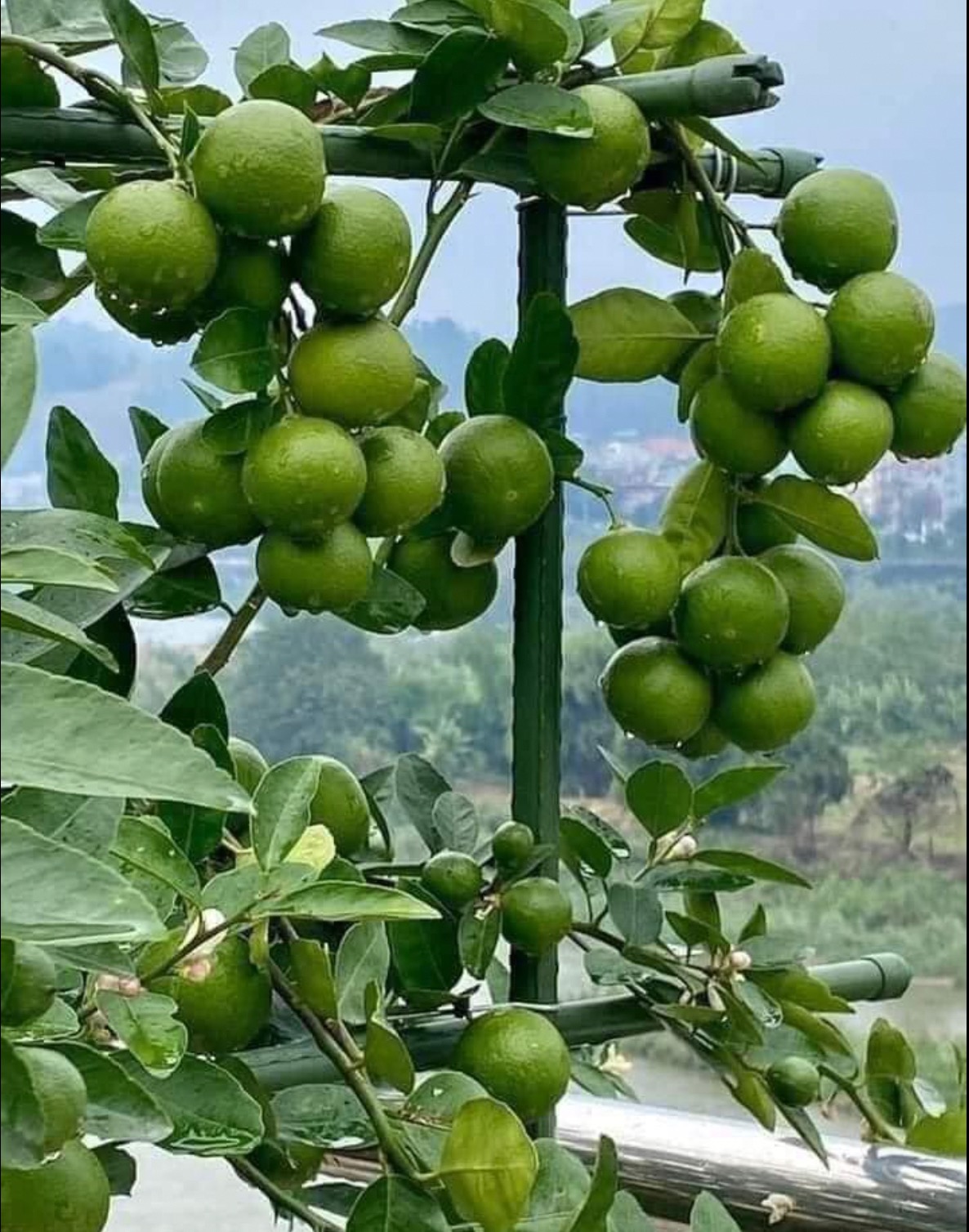 nhà không có gì ngoài #chanh nhìn thôi đã chải nước miếng 