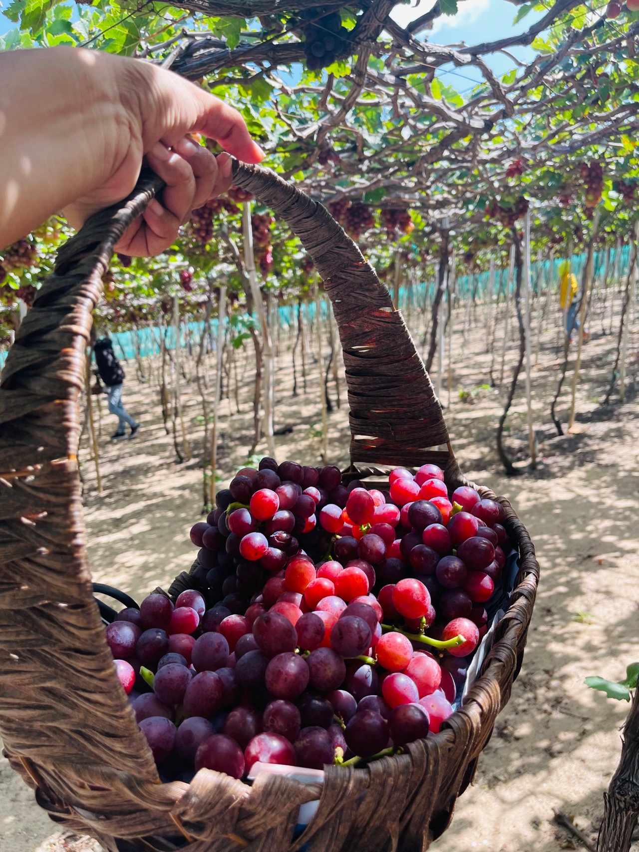 #vườngnho #🍇🍇🍇#Vietnam lần đầu được đến 