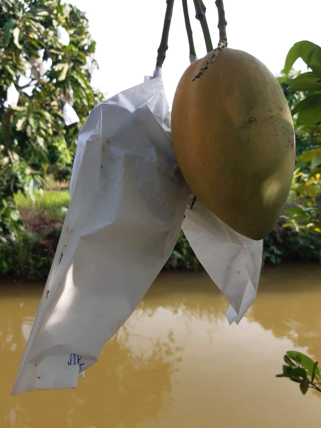 #xoài nhà hàng sớm hái được một rổ #mango #mientay #Vietnam 