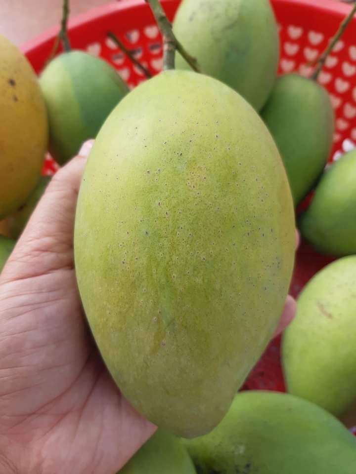 #xoài nhà hàng sớm hái được một rổ #mango #mientay #Vietnam 