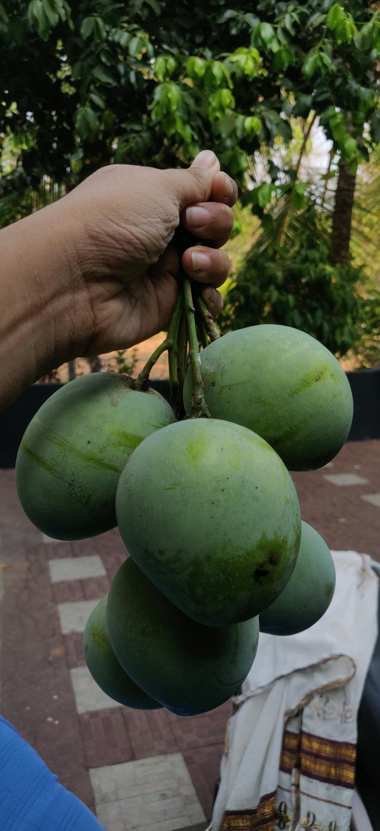 #mango season #row mangos