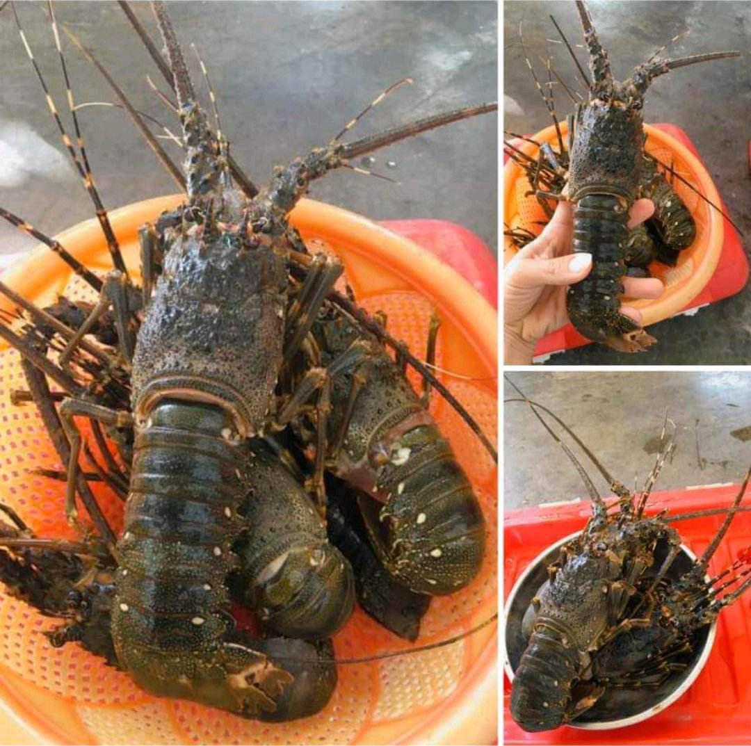 Best Puerto Nuevo lobster restaurant 🦞🦀 south of #Tijuana & #Rosarito #Mexico is at #Ortegas February 14, 2023