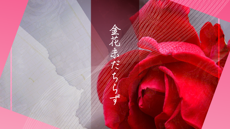 金花未だちらず