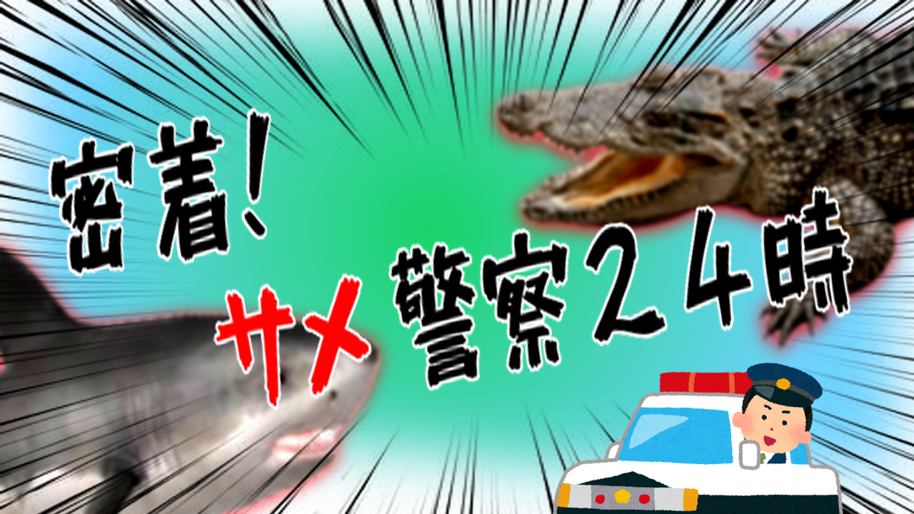 密着！サメ警察24時