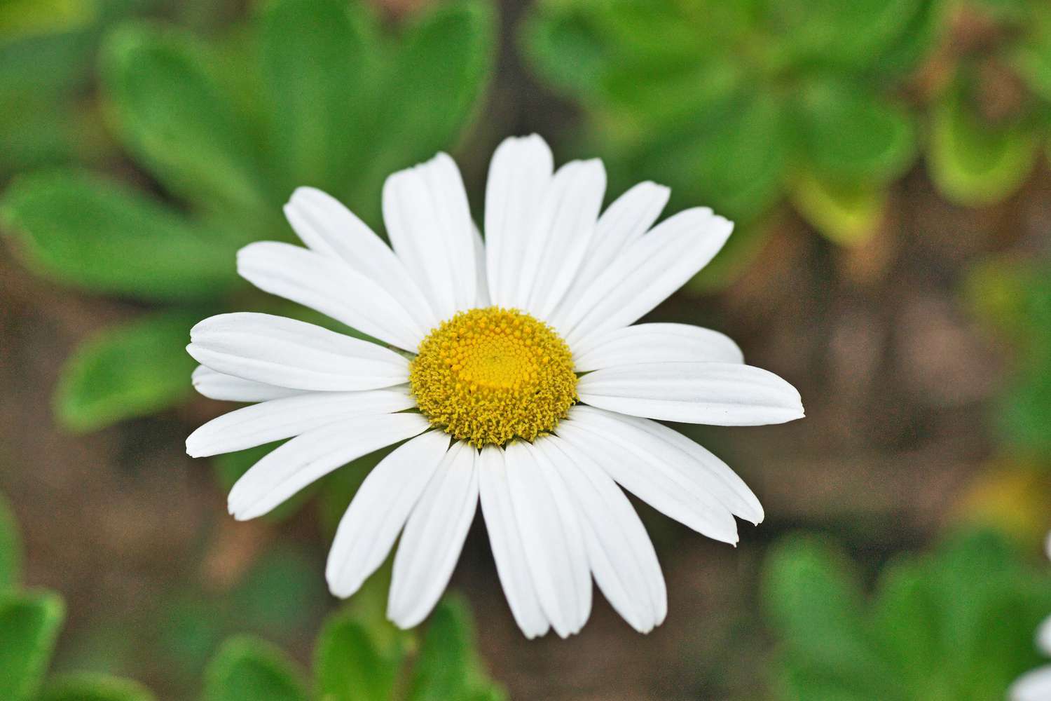 A Daisy