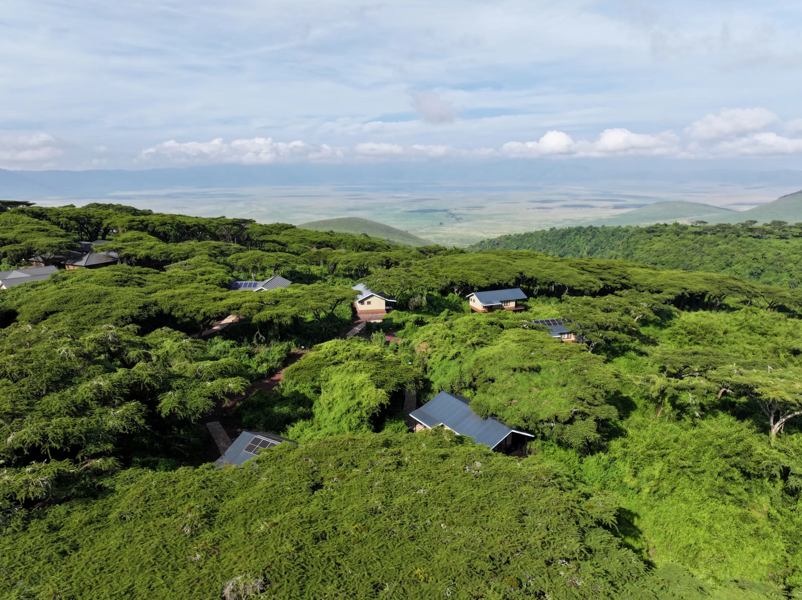 Ngorongoro lion's paw 