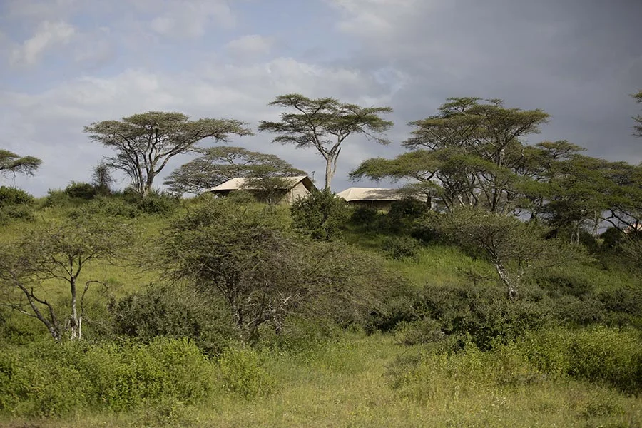 Nyikani migration camp ndutu
