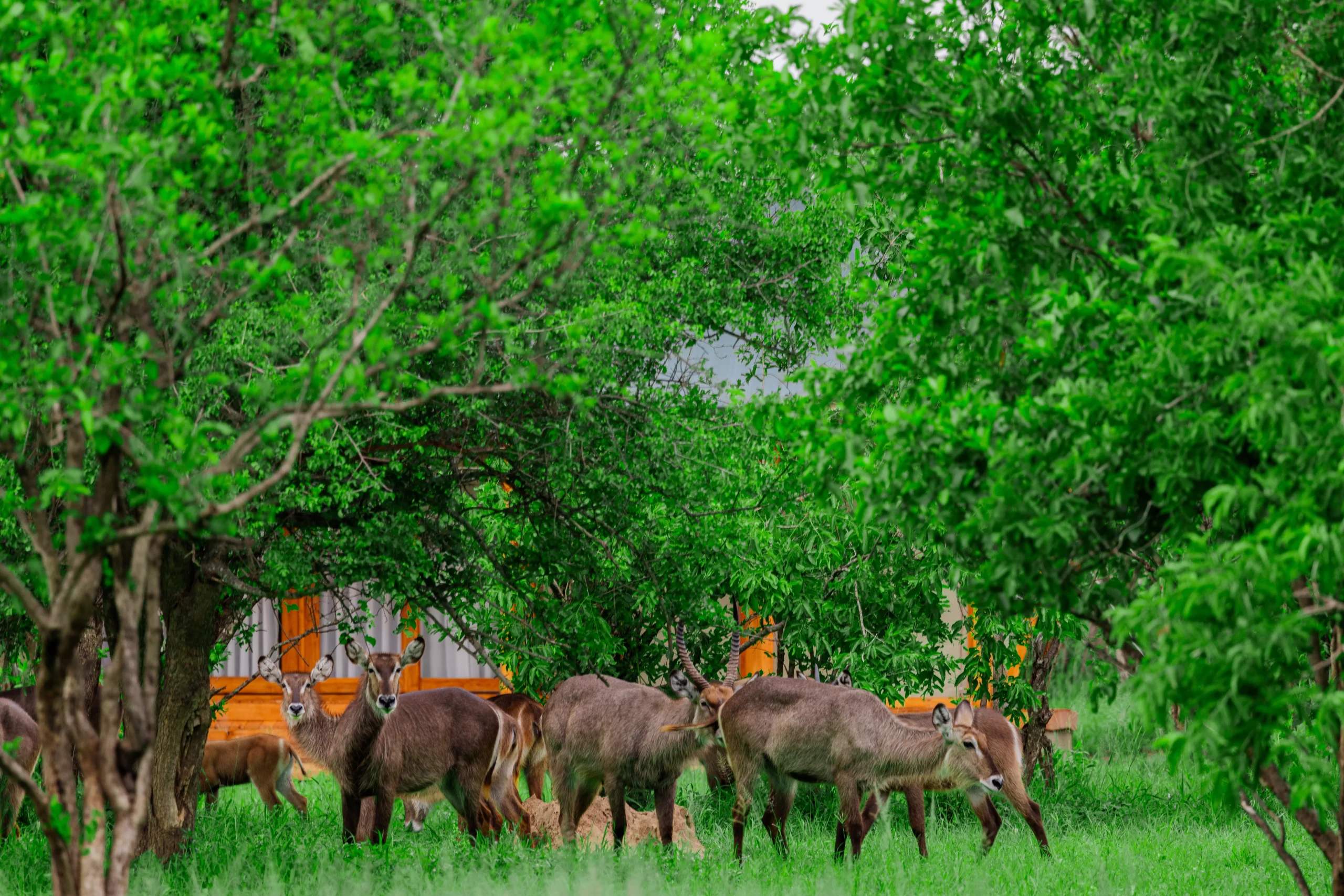 Safari haven tarangire camp
