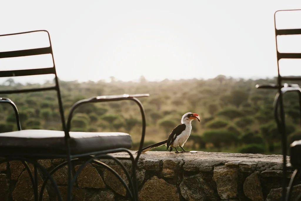 Exterior of traditional round thatched bungalows surrounded by acacia trees at Tarangire Safari Lodge.