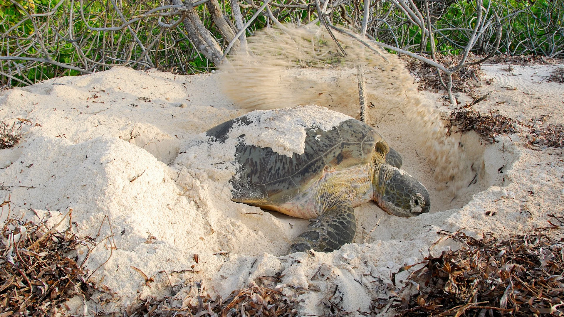andBeyond Mnemba Island – photo 10