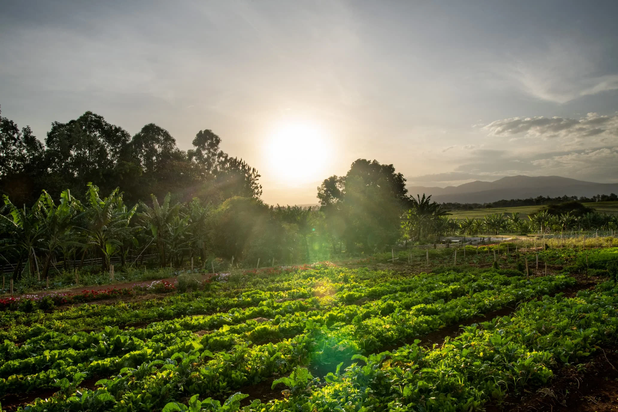 Ngorongoro farm house