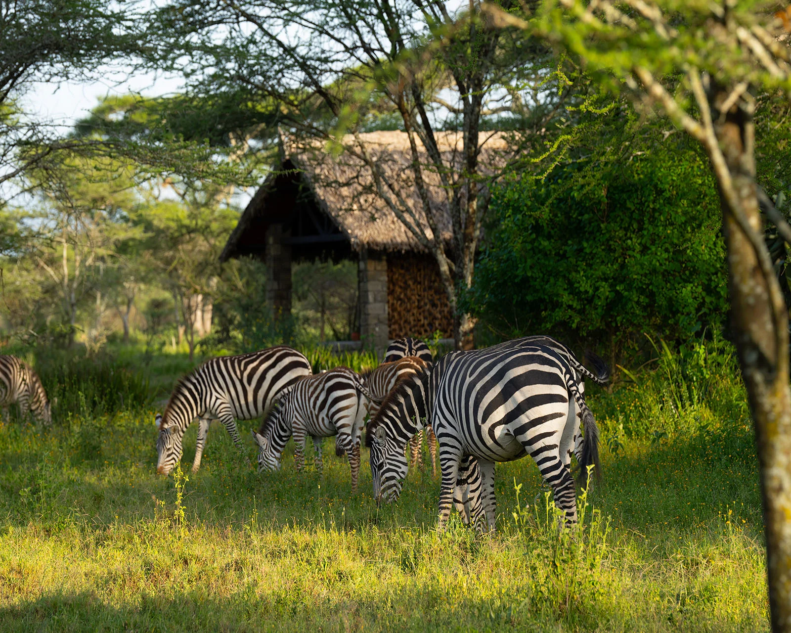 Ndutu safari lodge – photo 2