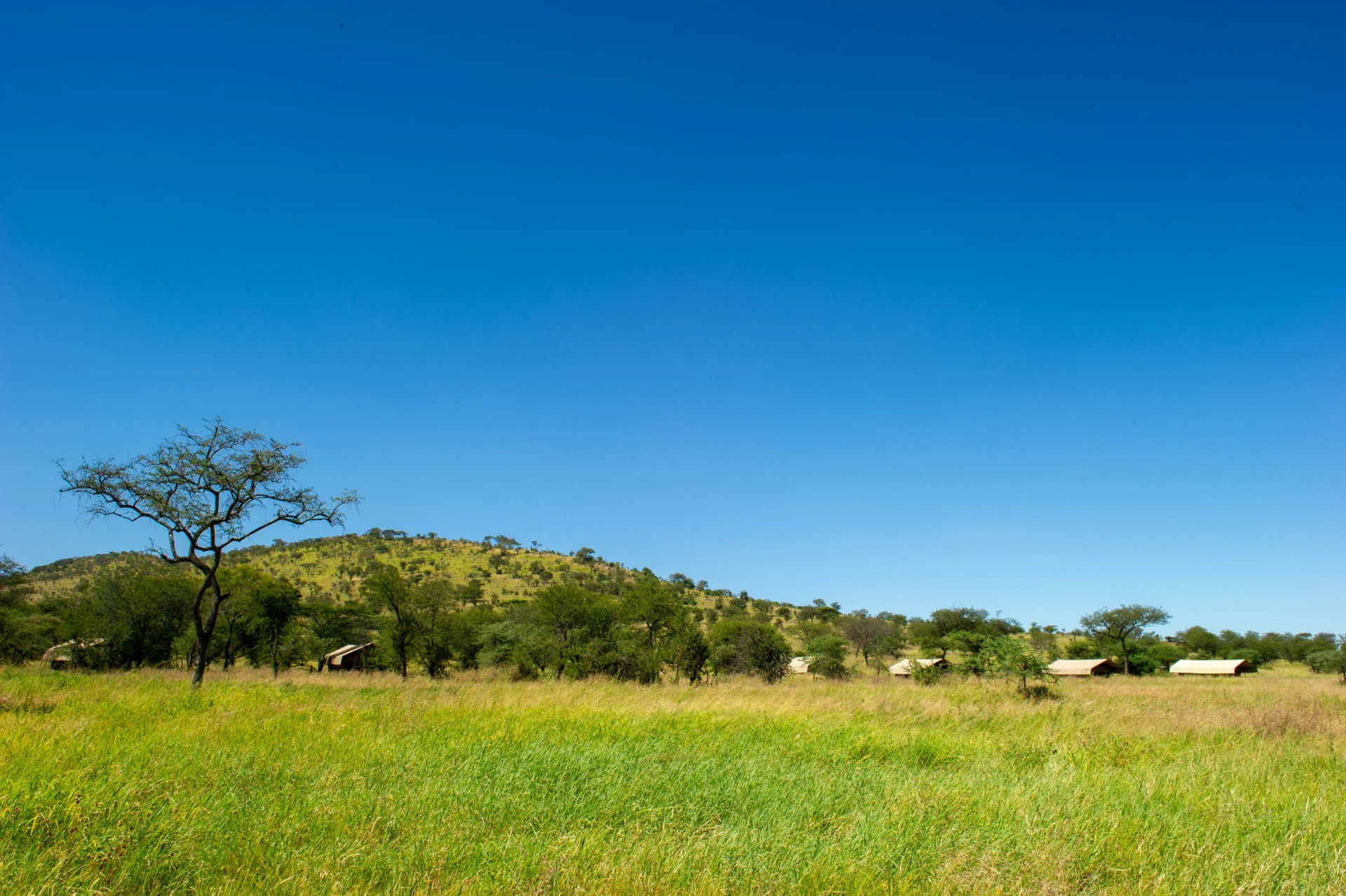 Serengeti Kati Kati Tented Camp – photo 7