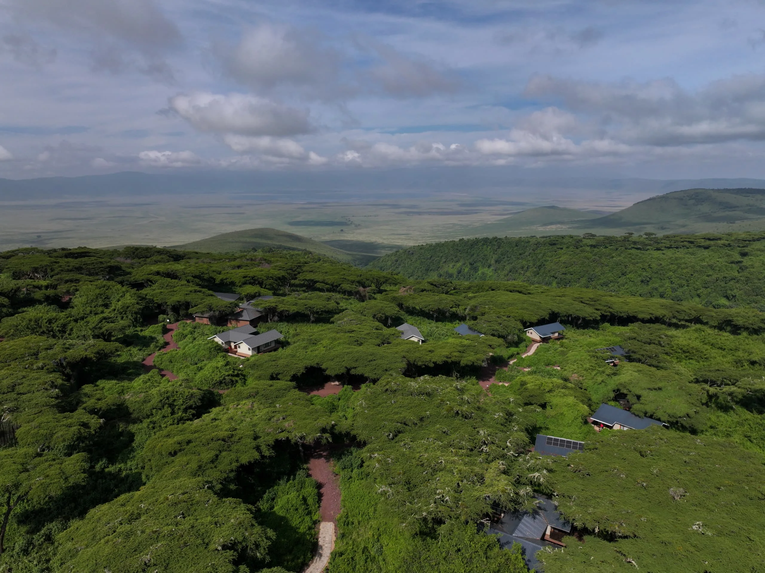 Ngorongoro lion's paw 