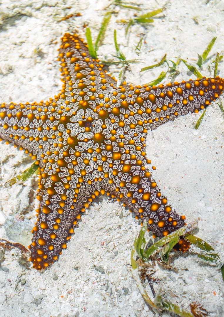 andBeyond Mnemba Island – photo 4