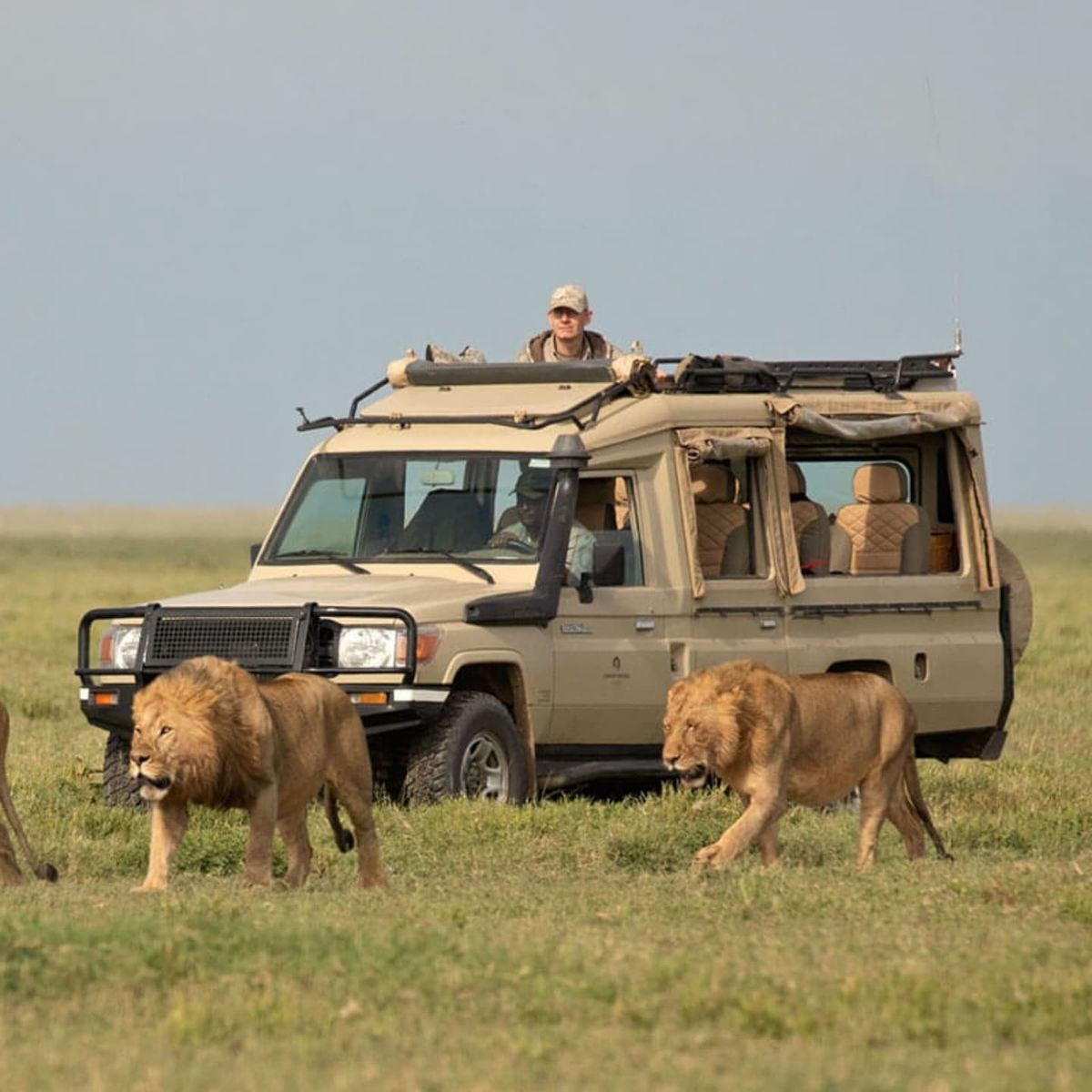 Tanzania Safari