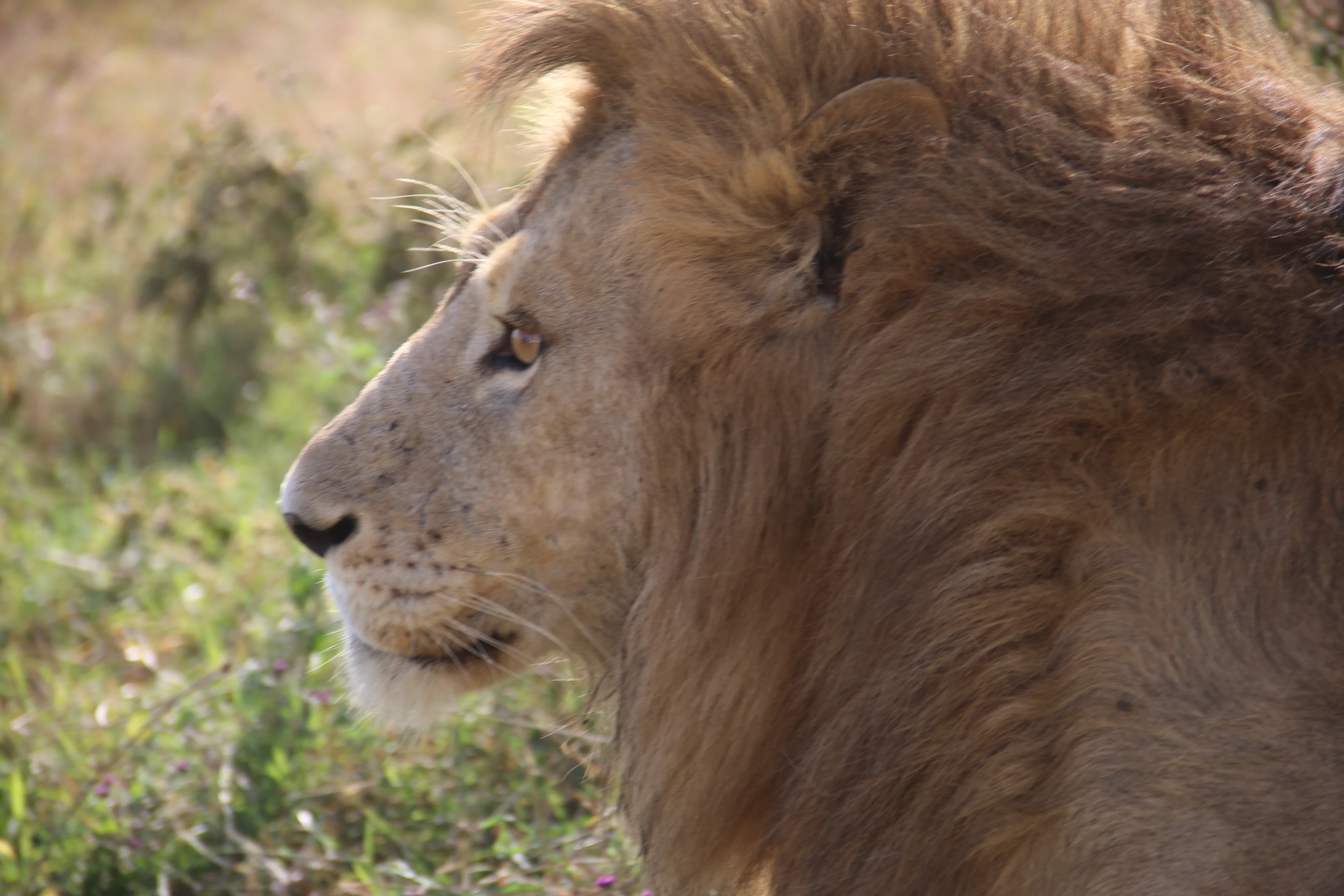 Professional Safari Guides in Tanzania: The Difference Between Seeing Wildlife and Truly Experiencing It