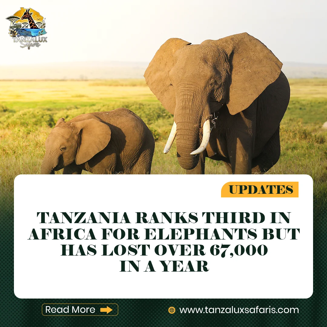 Tanzania Elephant Conservation Guide | TanzaLux