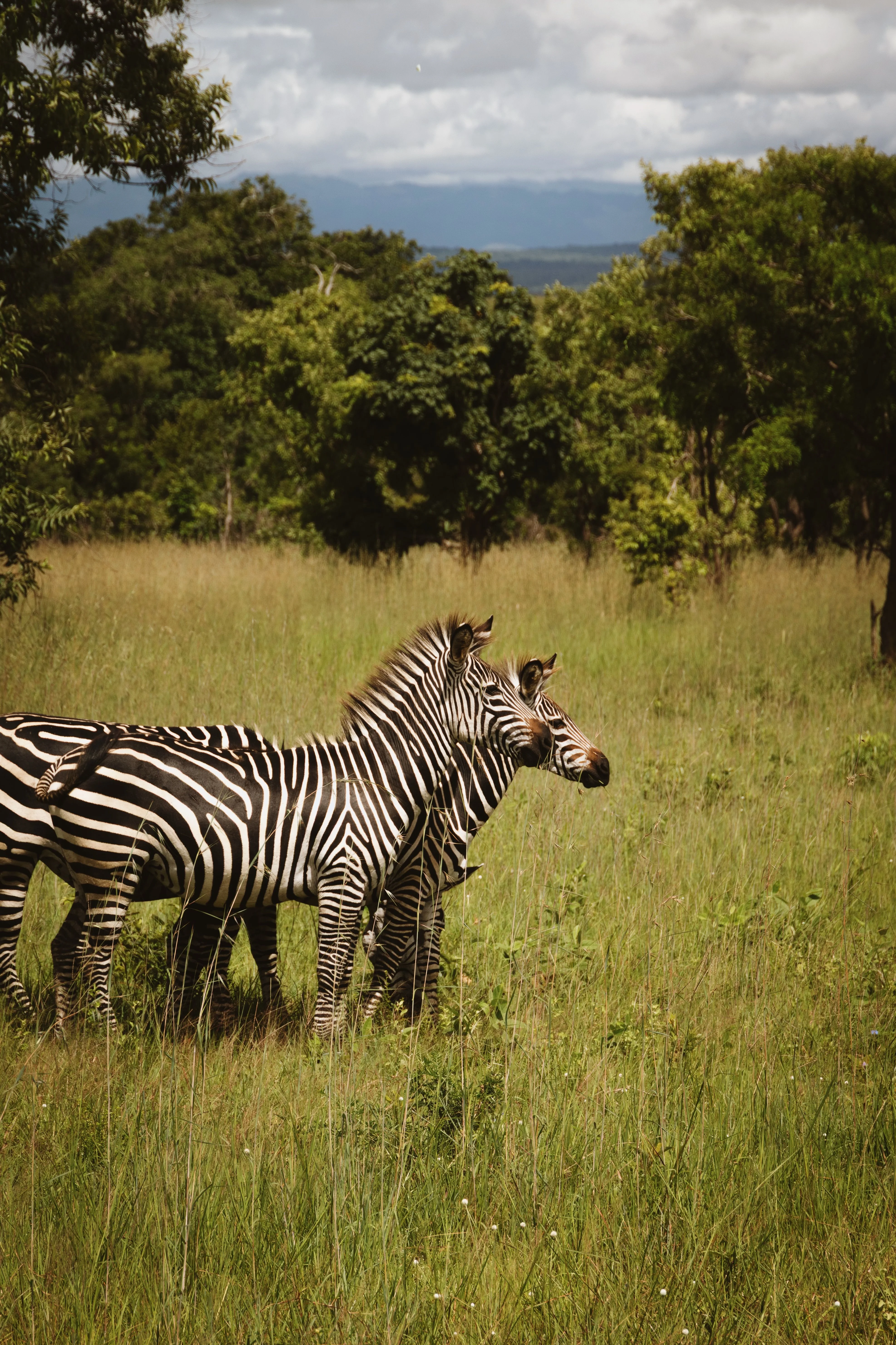 Mikumi National Park Safari: Tanzania’s Hidden Wildlife Treasure