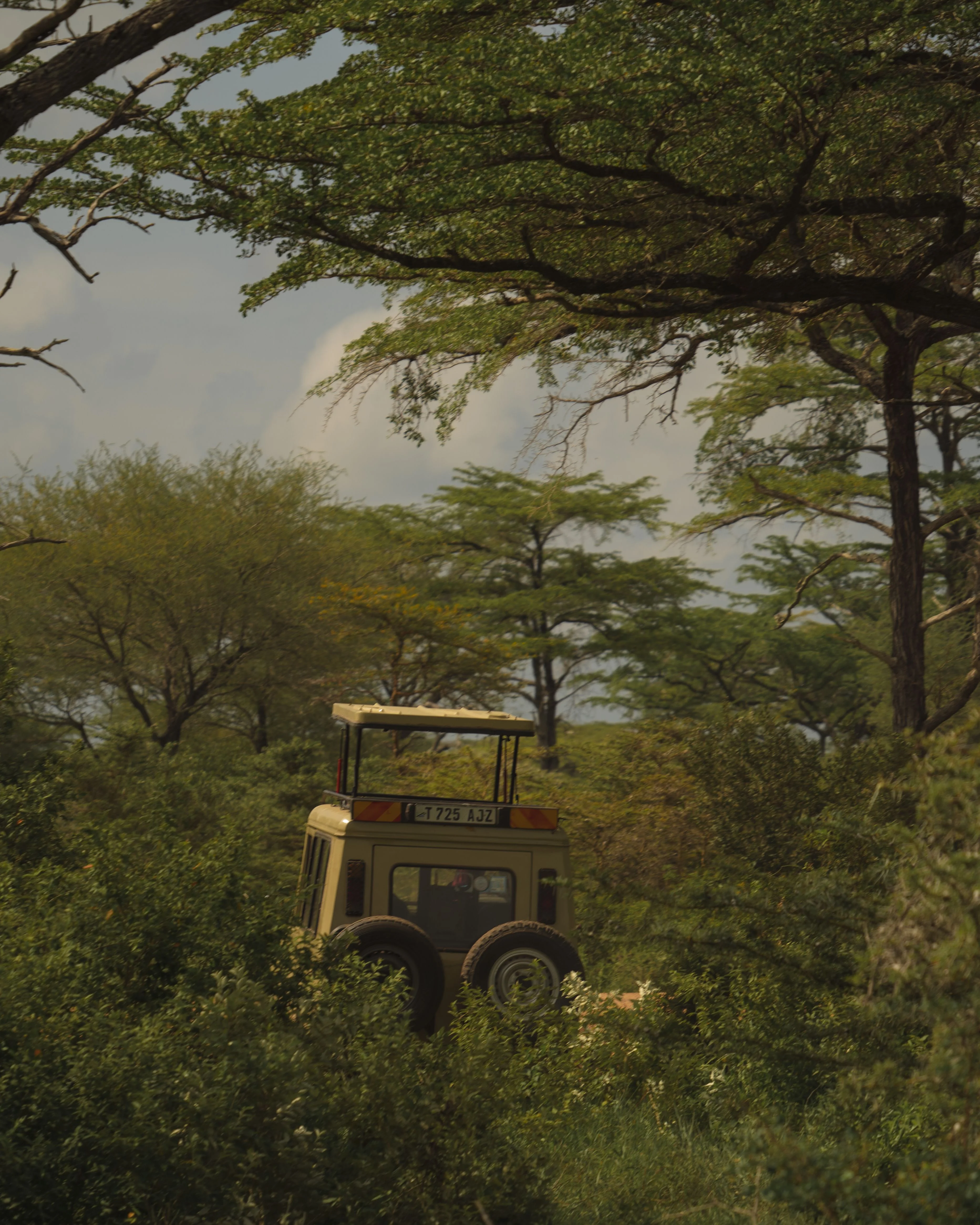 Serengeti or Ngorongoro Crater: Which One Should You Visit?