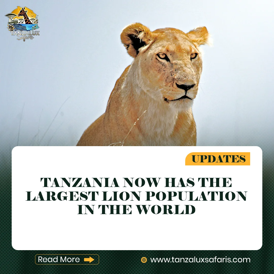 Tanzania Now Has the Largest Lion Population in the World