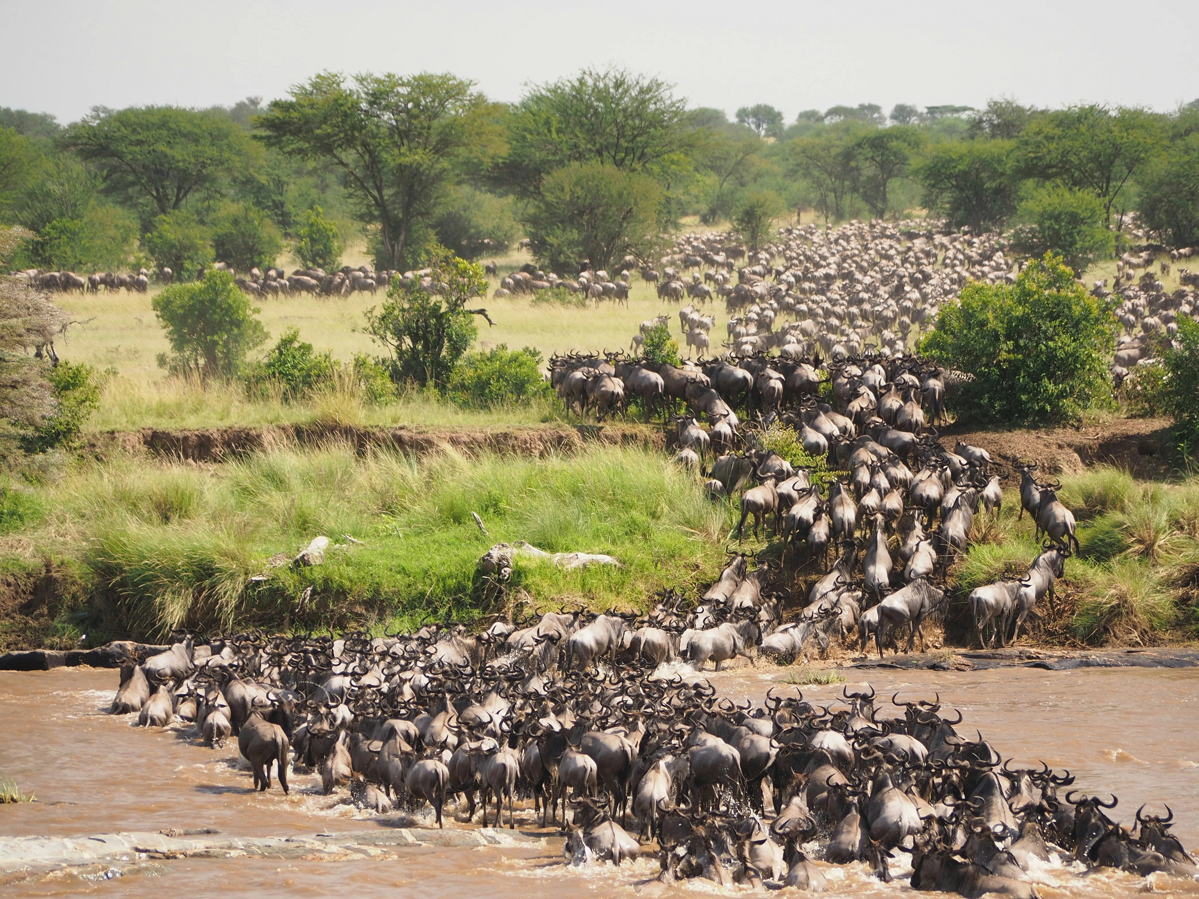The Great Wildebeest Migration Calendar: Follow Nature’s Greatest Journey