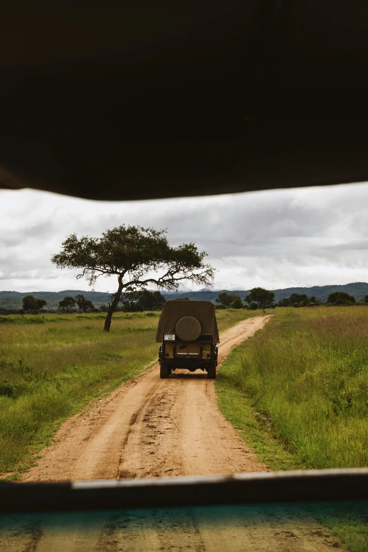 Safari vehicle driving down a dirt track toward a single acacia tree in the open savanna of Mikumi National Park