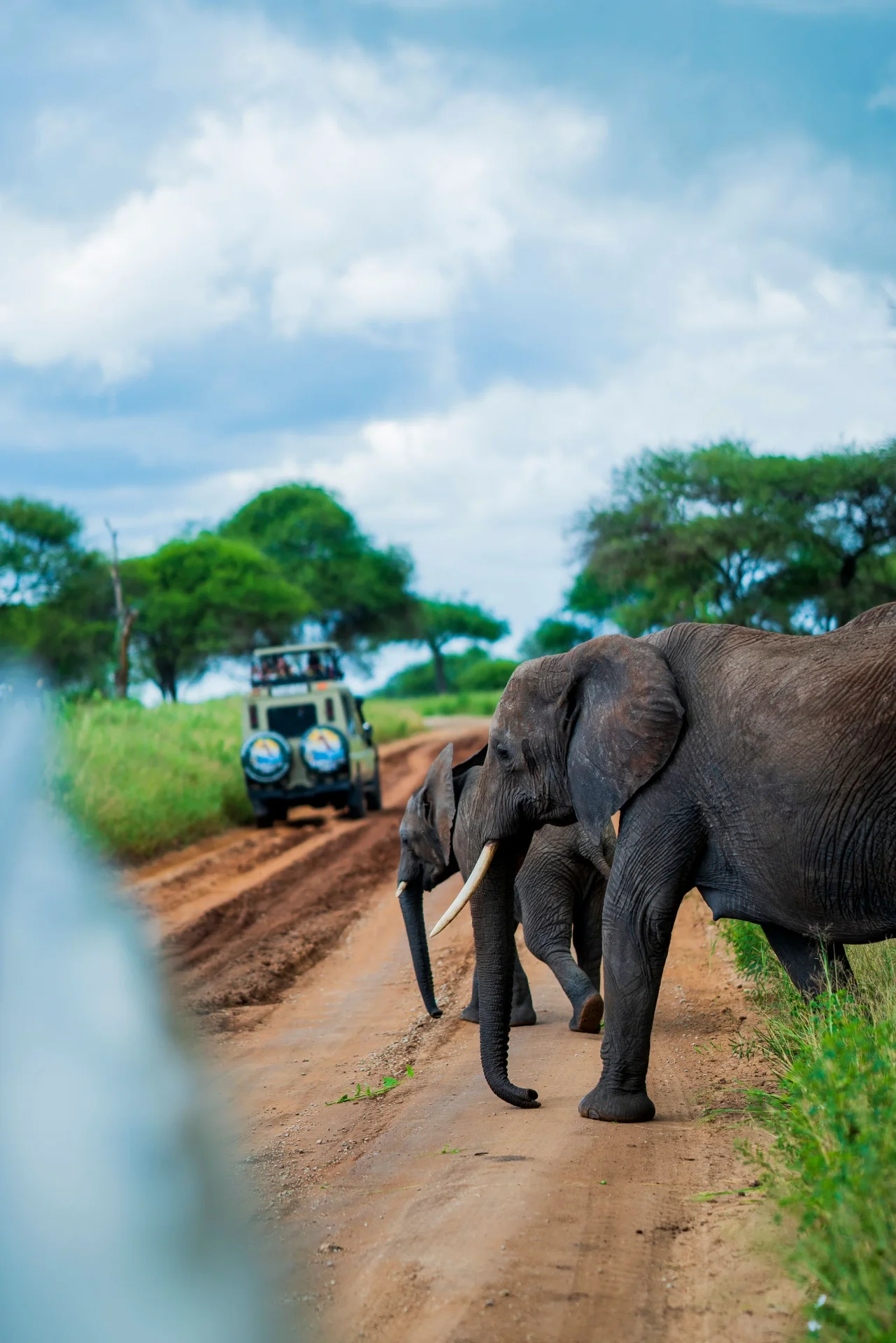 Elephants crossing a safari road in Tarangire National Park as a game drive vehicle approaches through the green savanna in Tanzania.