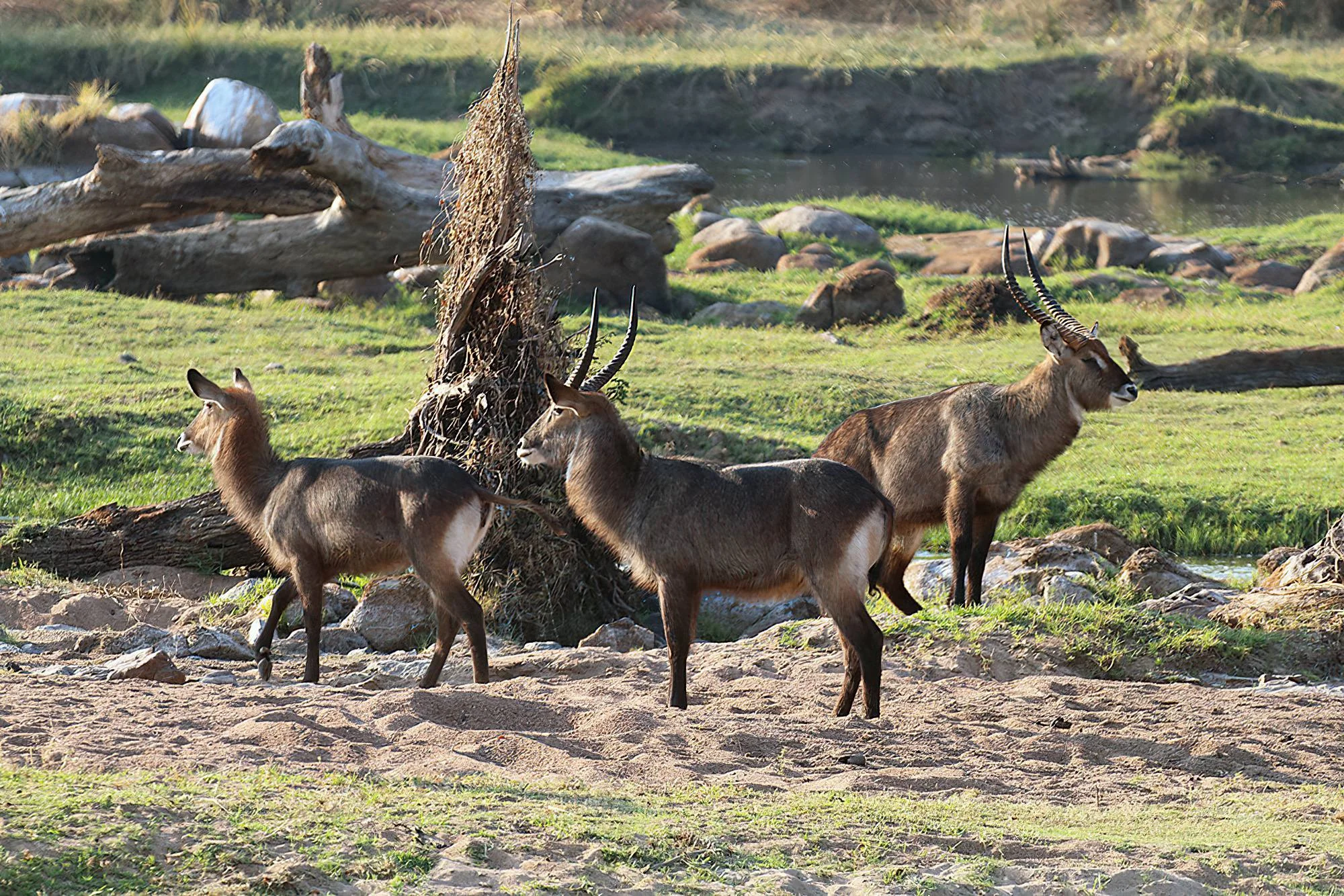 Three waterbucks gather near a riverbank in Ruaha National Park.