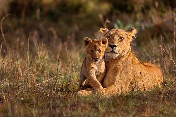 North Serengeti