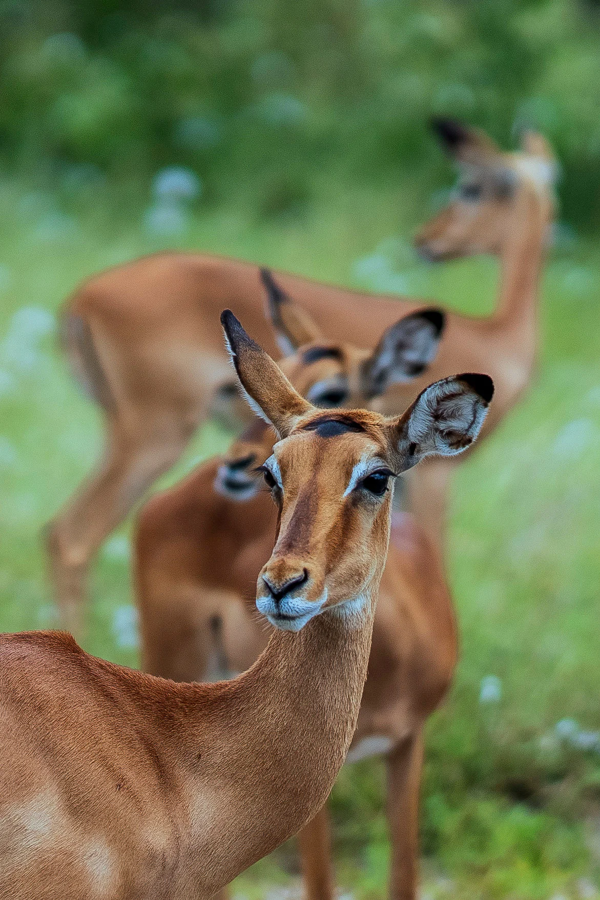 Close-up profile view of a female impala looking directly toward the camera in green wilderness.