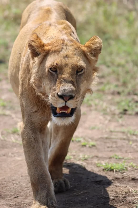 North Serengeti