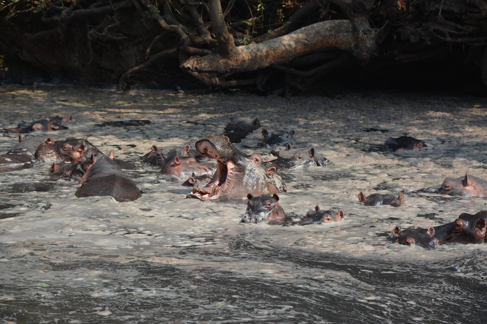 Katavi National Park – photo 15